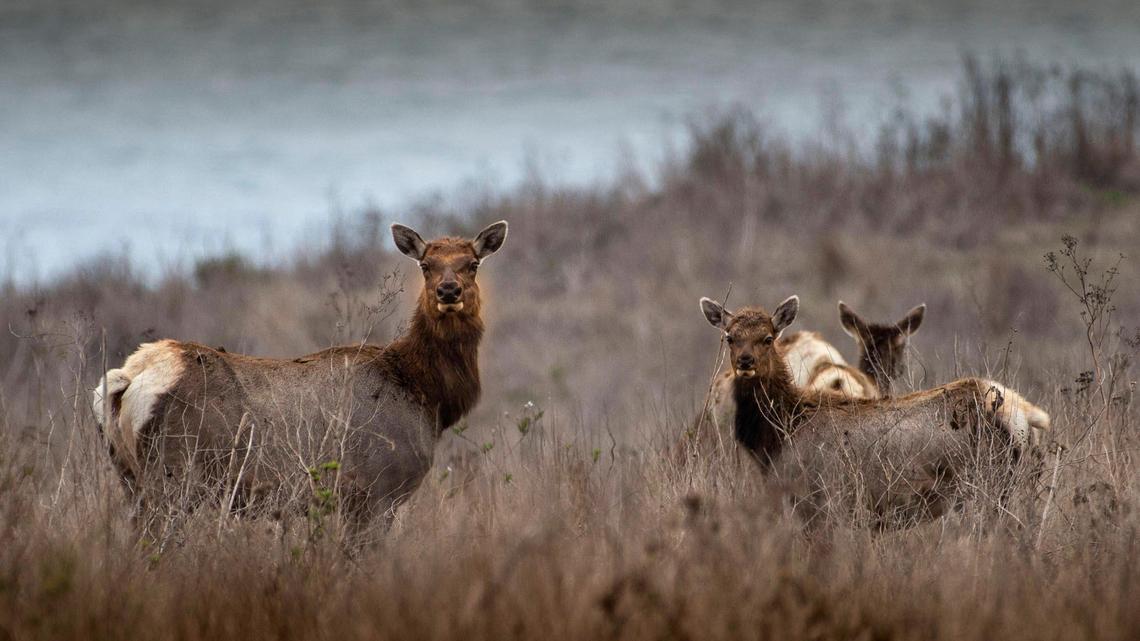 What happened to the elk in Elk Grove, California?
