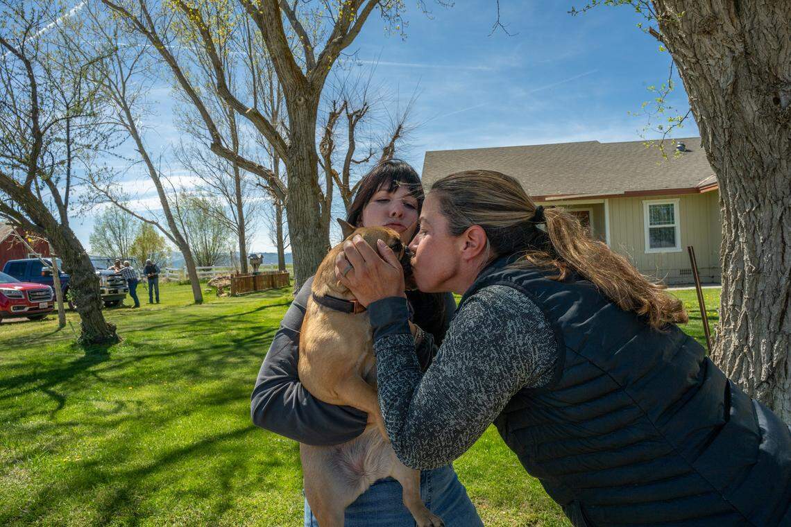Tina Saitone, a professor studying the impacts of California’s expanding wolf population at UC Davis, kisses Katie Roberti’s dog, Koco, after it got loose on the Roberti ranch in Sierra Valley in May. Following recent wolf attacks that have killed or injured several calves, Roberti has been keeping the dog within eyesight.