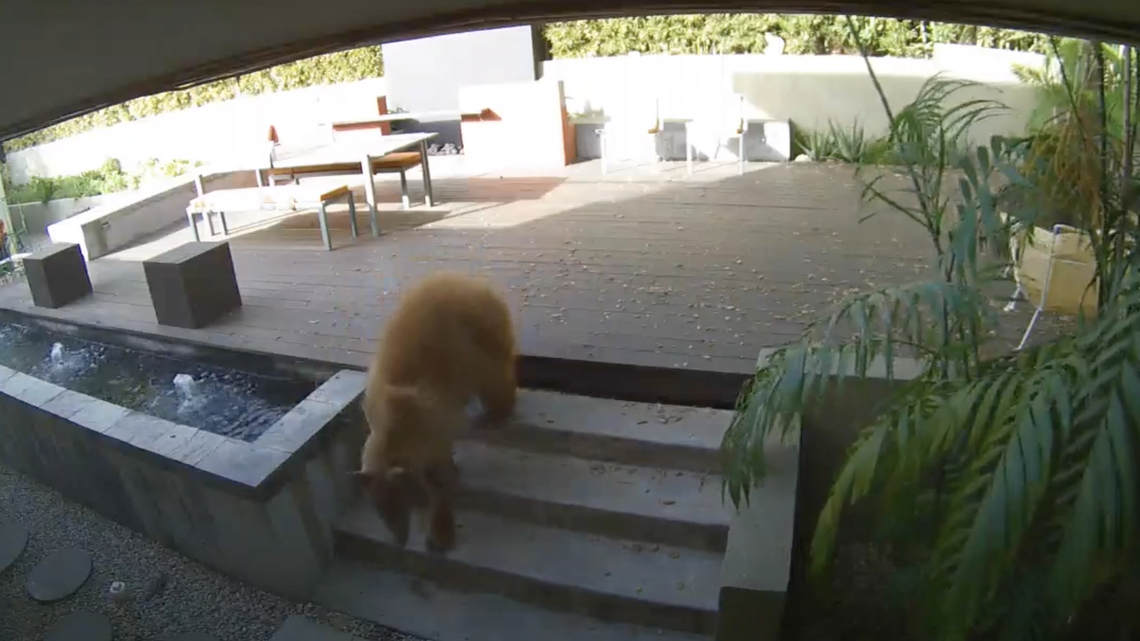 Deedee Mueller of Pasadena, California, said a bear wandered into her home when she was taking a nap. But her two terriers barked and chased after the bear, scaring it off.