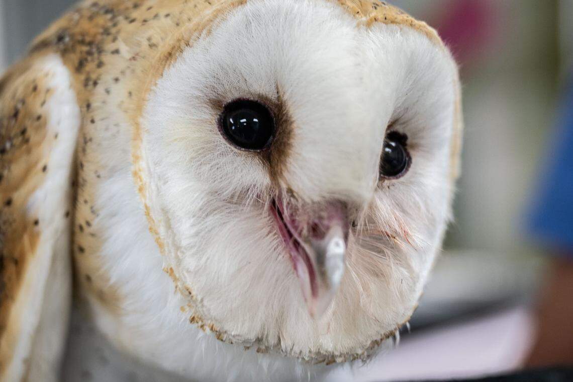 A barn owl rehabilitates at the at the Wildlife Care Association of Sacramento on Nov. 19. The raptors need time in the fight cage before they can be released back into the wild and the center is asking Book of Dreams for help to build a new cage to help rehabilitate more birds.