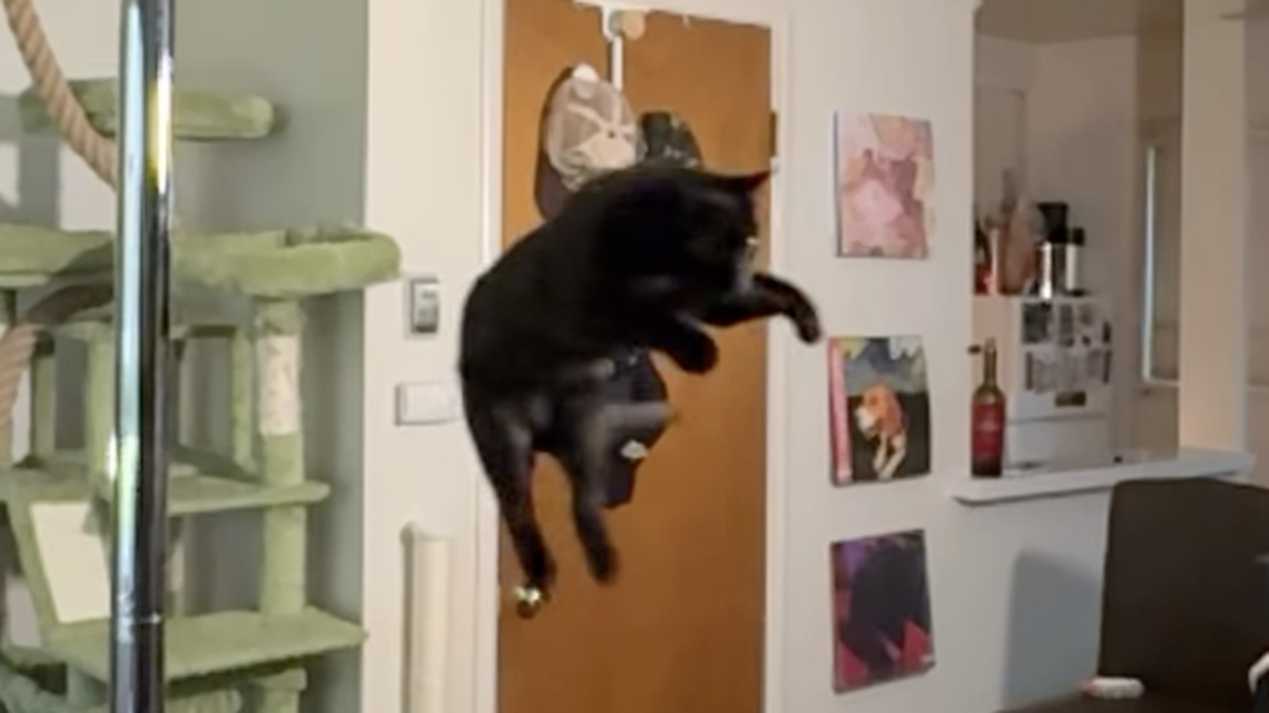 Watch midtown Sacramento cat soar 104 inches in bid to best world record