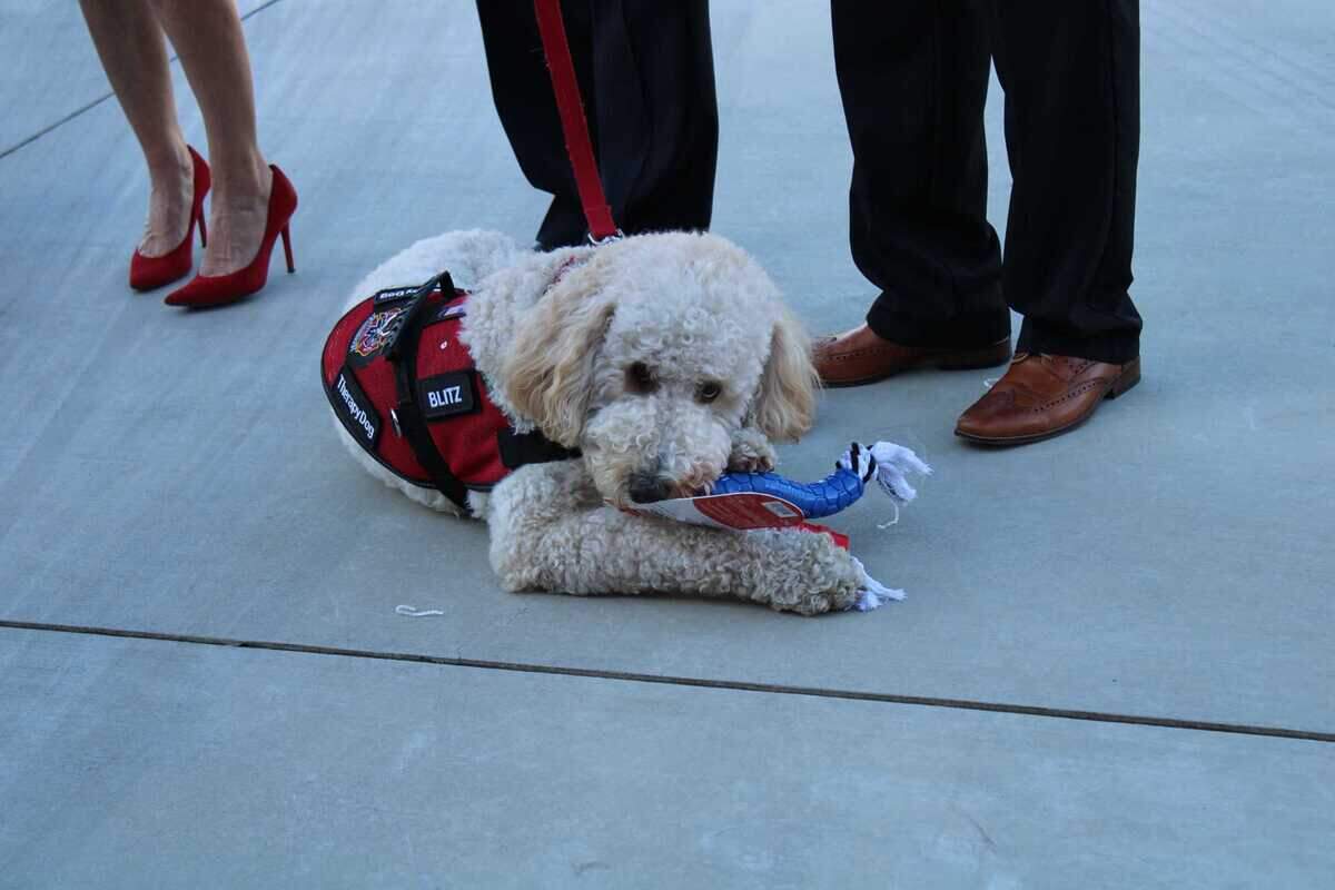 Blitz, the Folsom Fire Department’s therapy dog, chews on a toy that was gifted to him moments before at a ribbon-cutting ceremony at Station 39 dedicating him to the department on Tuesday, April 11, 2023. At the event, founder Shelley and Bruce Martell of Hearts 4 Heroes, a nonprofit that aims to aid the mental health of first responders, were commended by many public officials including Rep. Kevin Kiley, R-Rocklin.