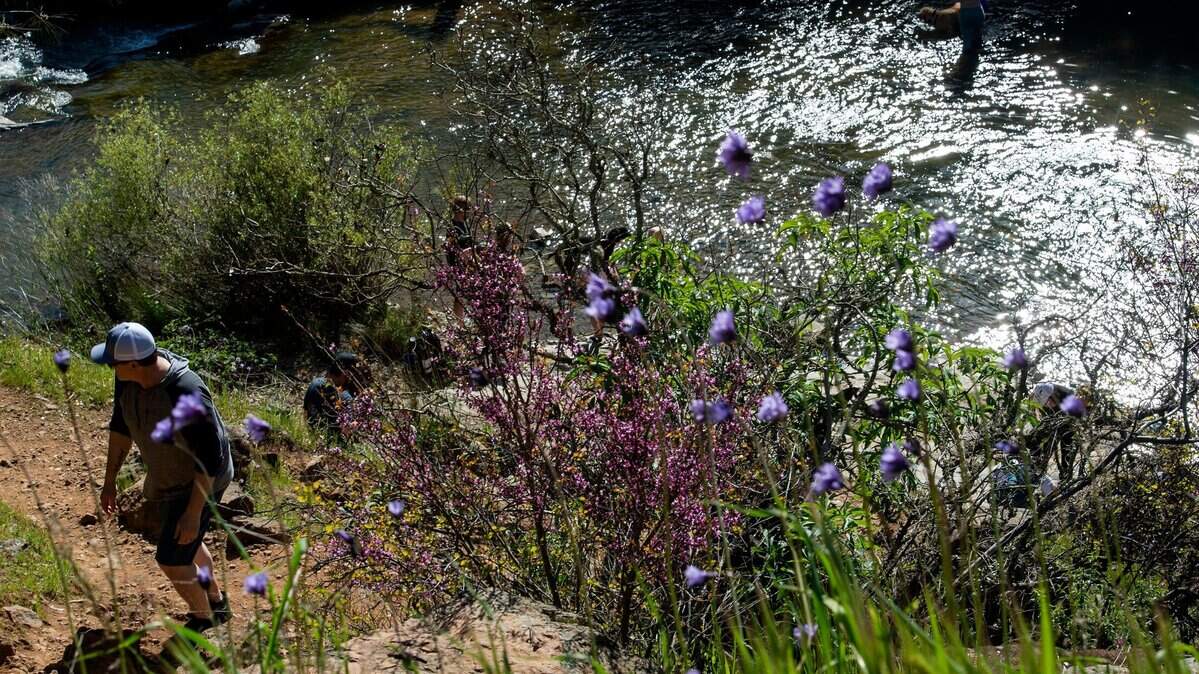 Mike Vossler, of Livermore, walks up a trail with wildflowers after visiting the water on Sunday, April 16, 2023, at Hidden Falls Regional Park in Auburn.