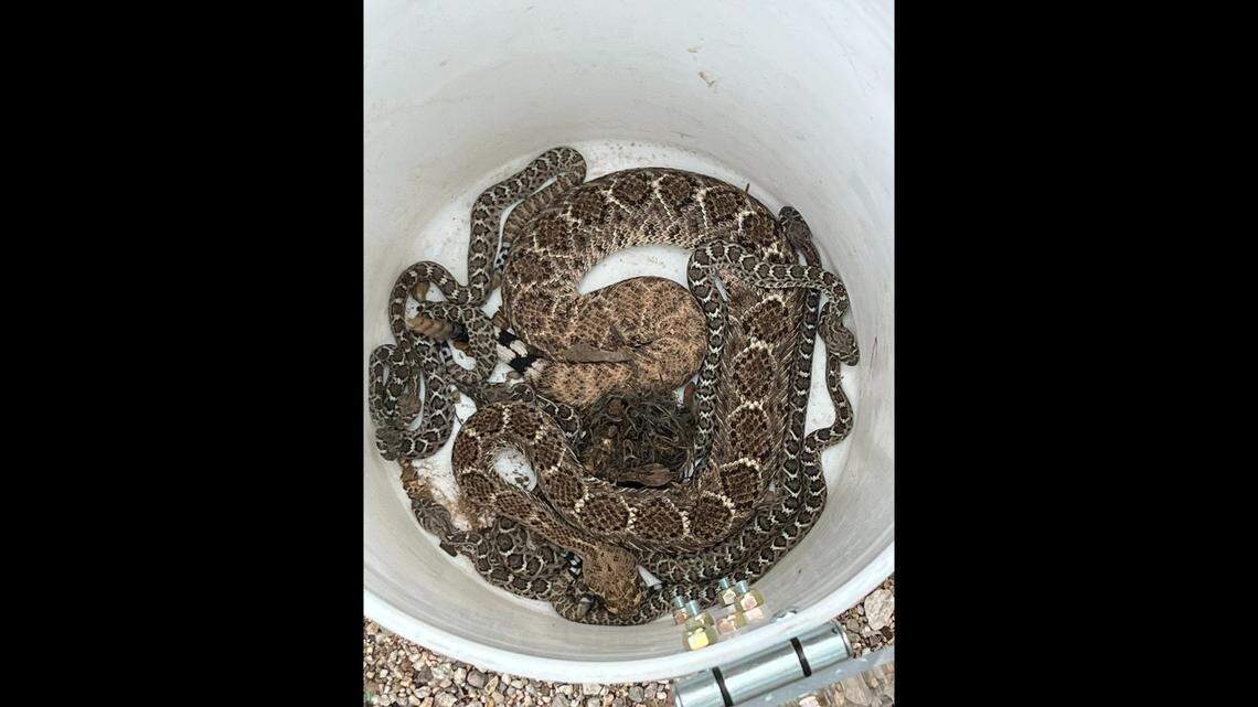 Firefighters found 9 baby rattlesnakes and an adult rattlesnake in a brick area outside a Tucson area home, Arizona officials say.