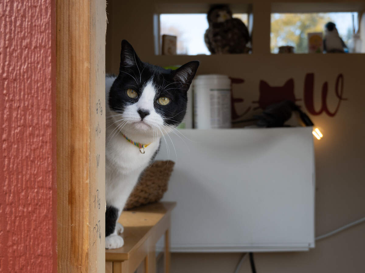 Lucy, an adult tuxedo cat, looks out of her shed’s window at Good Sense Dogs Rescue in Carmichael on Nov. 30. Her owner is dying and she needs to be re-homed. Kristi Schall runs the small boutique rescue that can only accommodate small and medium dogs and cats. Her wish is to build a kennel run for housing the dogs of terminally ill and homeless people.