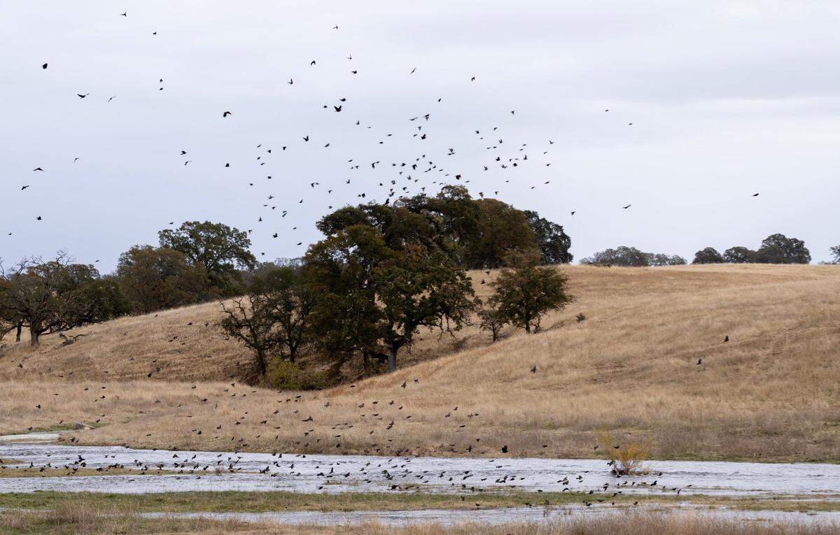 Carson Creek flows in November through the rolling hills that are inside the Coyote Creek Solar project area in eastern Sacramento County. The land is home to dozens of special-status species.