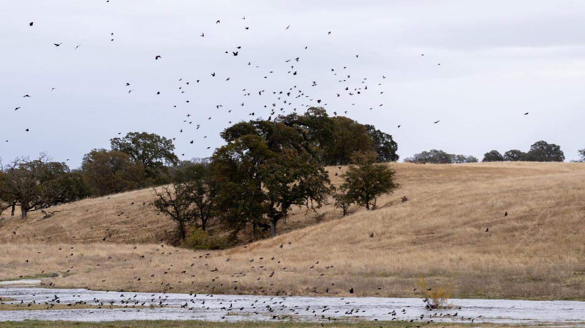 Carson Creek flows through the rolling hills that are inside the Coyote Creek Solar project area in eastern Sacramento County on Thursday, Nov. 21, 2024. On Dec. 18, 2025, environmental groups sued Sacramento County over the approval of the project.