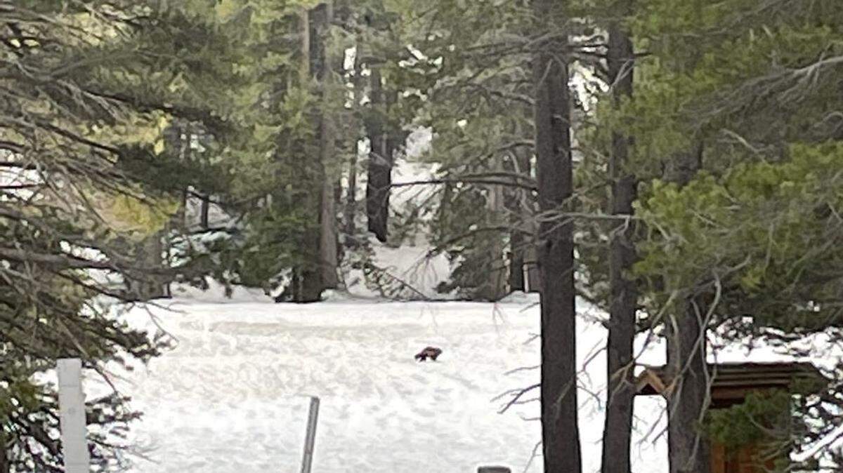Several people reported seeing a rare creature that had eluded people for 100 years in California.