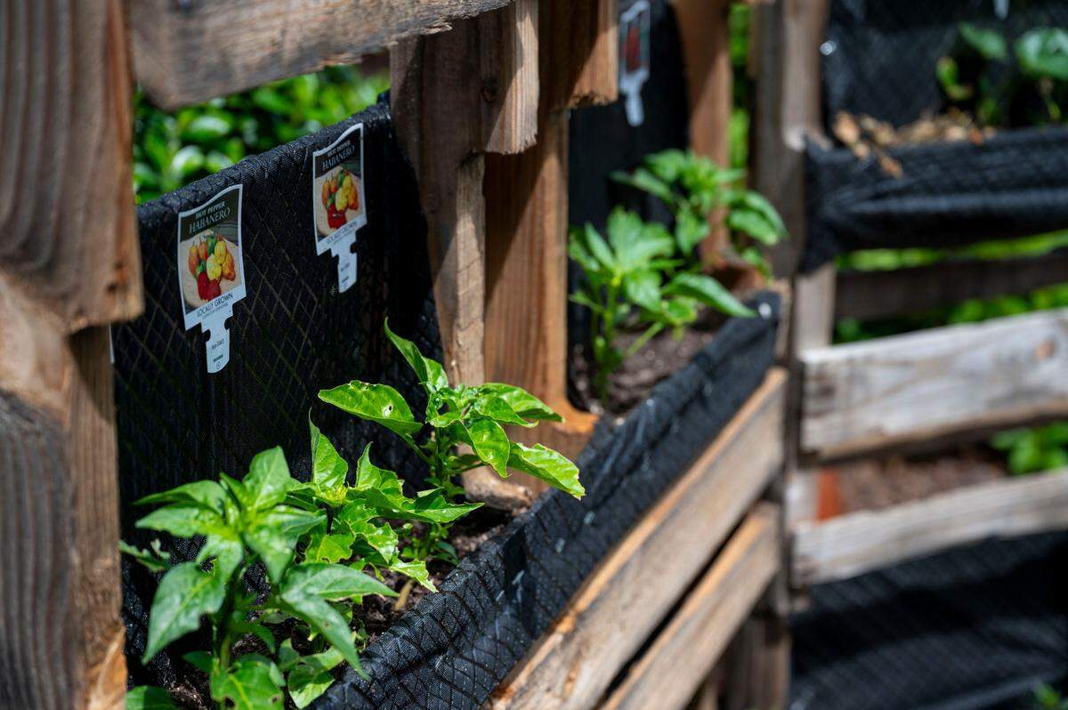 Vegetables are started in preparation for a student garden at New Technology High School last month.