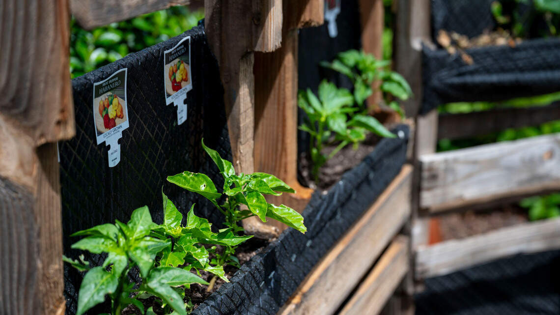 The Bee gave Sacramento students money for a compost program. Now they’re planting a garden