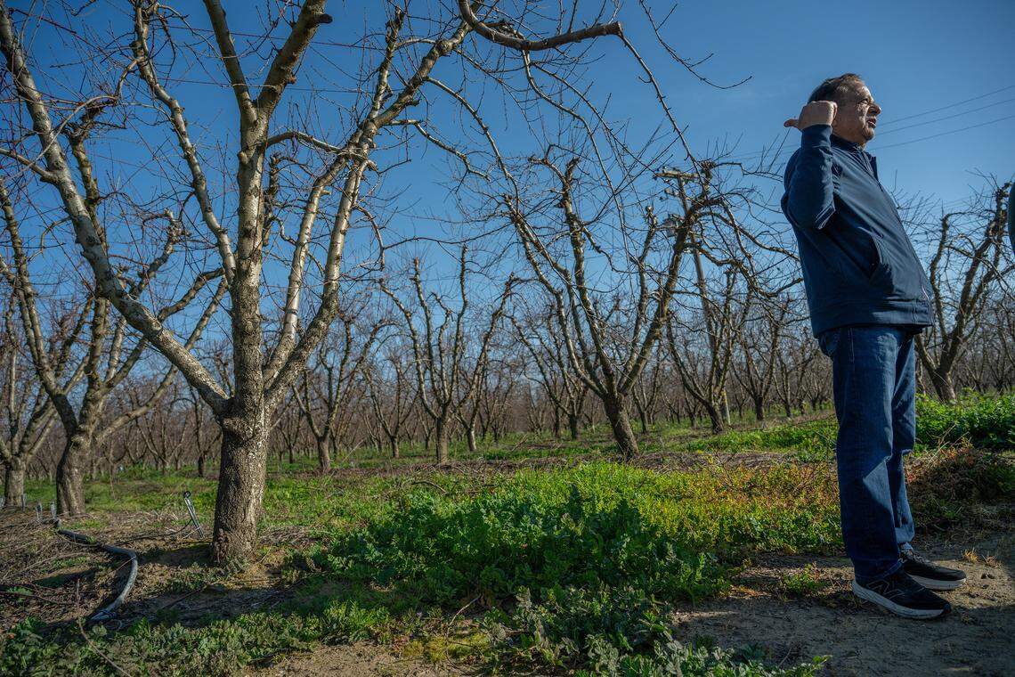 Sarb Johl talks about the consequences and losses from Del Monte’s closure on his peach farm in Yuba County on Tuesday, Feb. 3, 2026. 