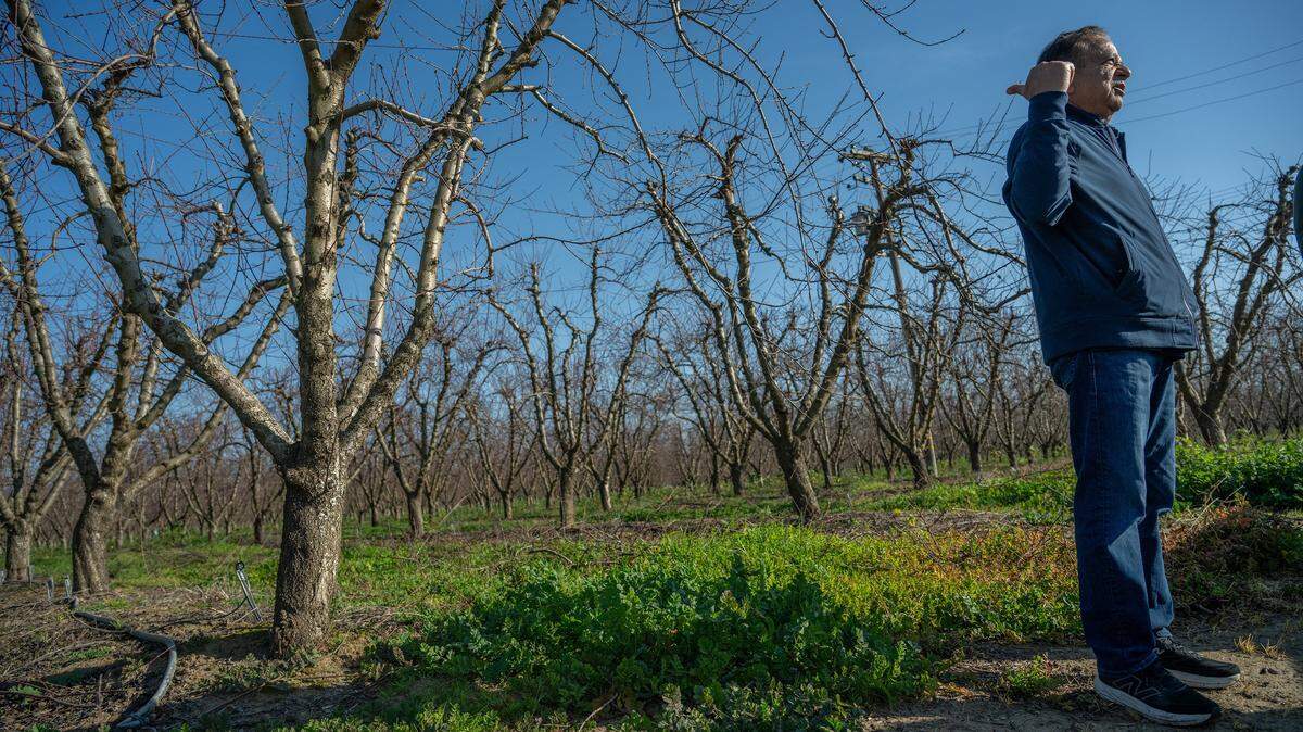 Sarb Johl talks about the impact and losses from Del Monte’s closure on his peach farm in Yuba County on Tuesday, Feb. 3, 2026. Members of Congress from California on Friday, March 13, 2026, asked the U.S. Department of Agriculture to provide $9 million and other relief for peach growers faced with ripping out orchards and planting a new crop. 