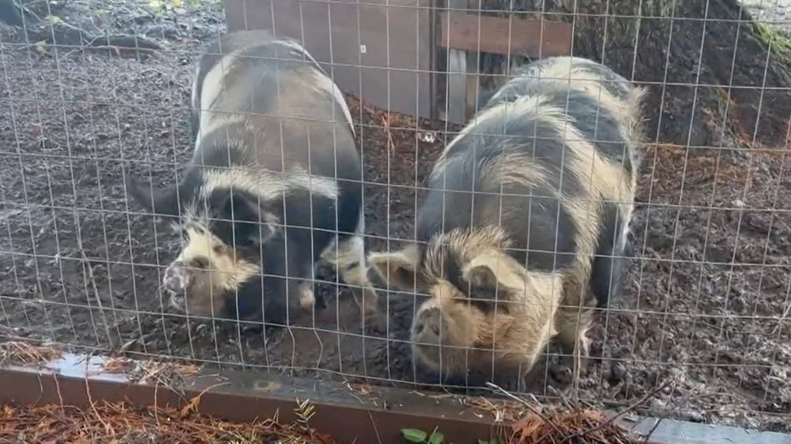 This photo shows Natalie and Nathan Gray’s pet pigs Betty and Patty. The couple is suing over the pigs’ deaths that happened in May.