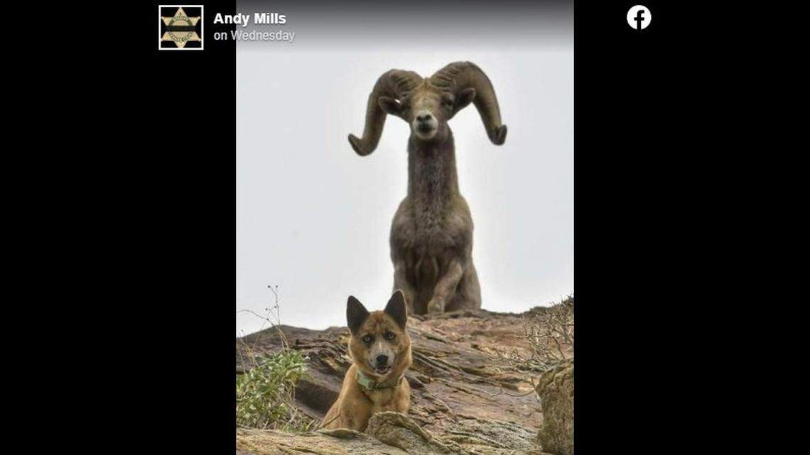 Talulah the dog was rescued on Jan. 4 after escaping her owner’s yard to chase Bighorn sheep, CA officials said.