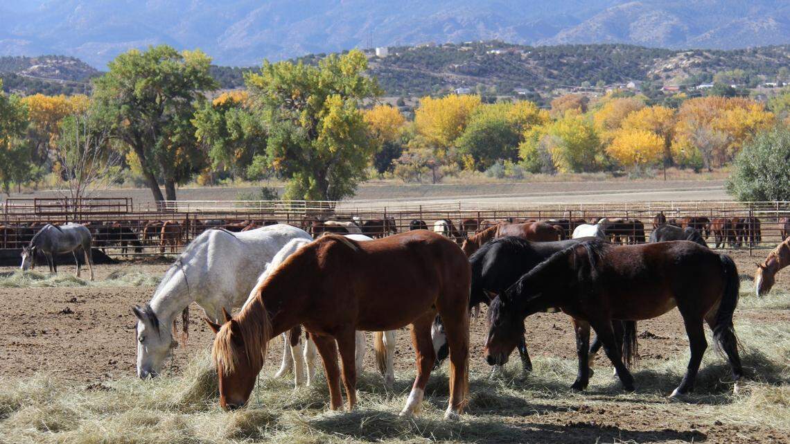Wild horses at the Canon City Wild Horse facility have died from a mystery disease.