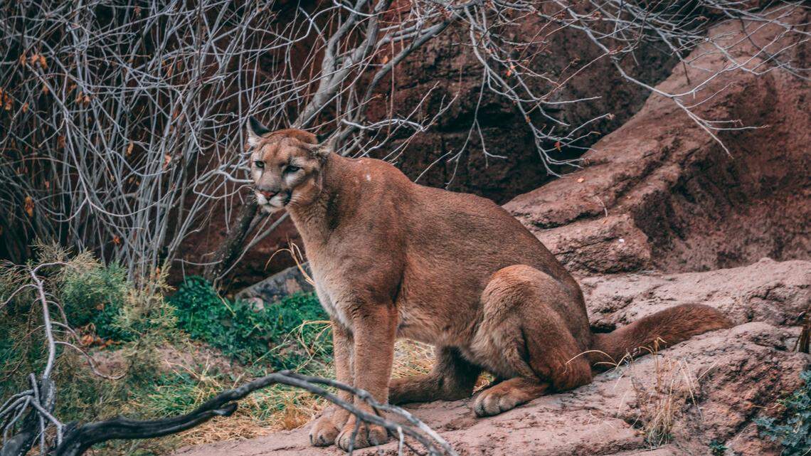 We live in mountain lion country. Here’s how to coexist with big cats | Opinion