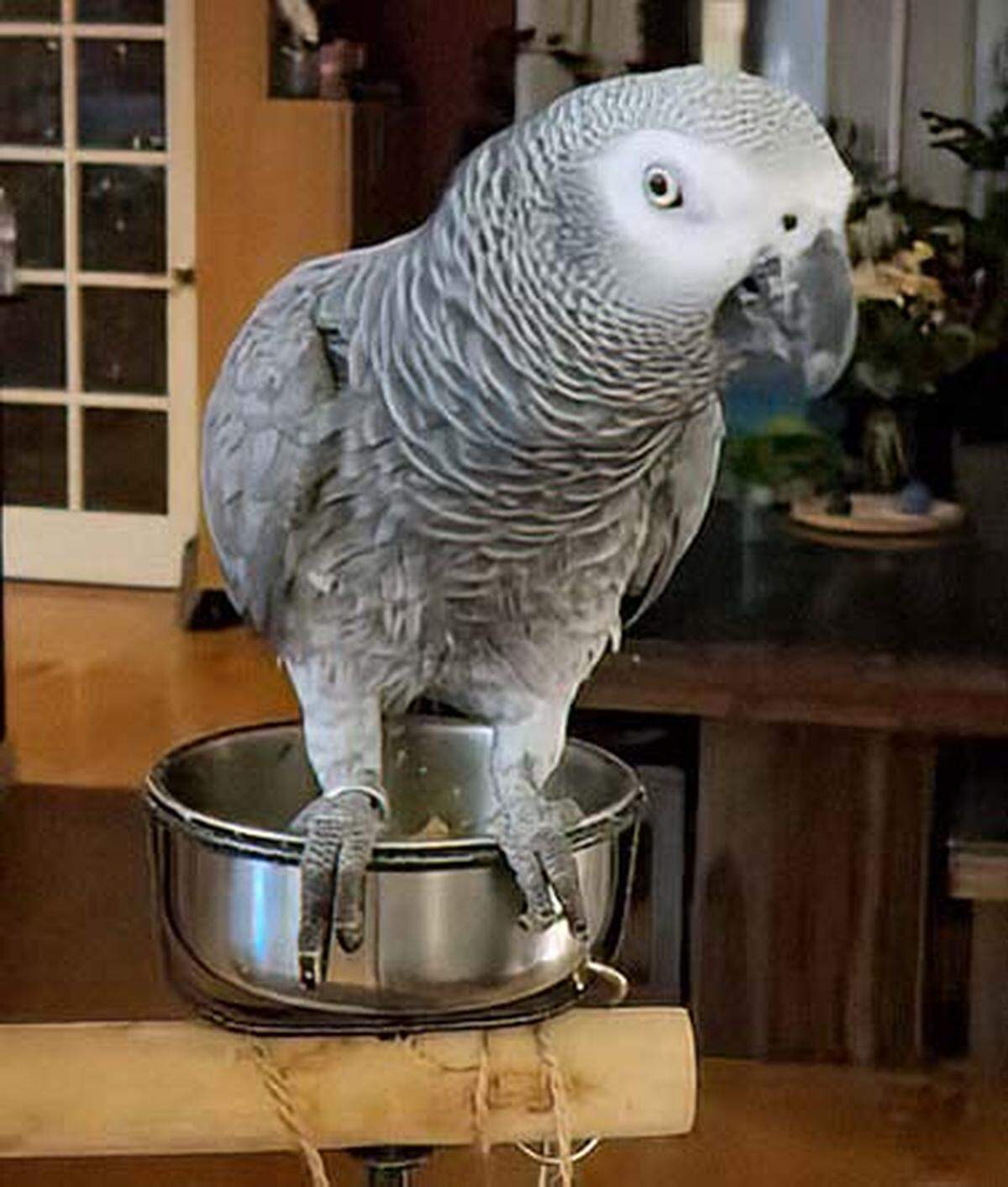 African gray parrot Kiki, who has several thousand TikTok followers, has been missing from her Carmichael home for about two weeks.