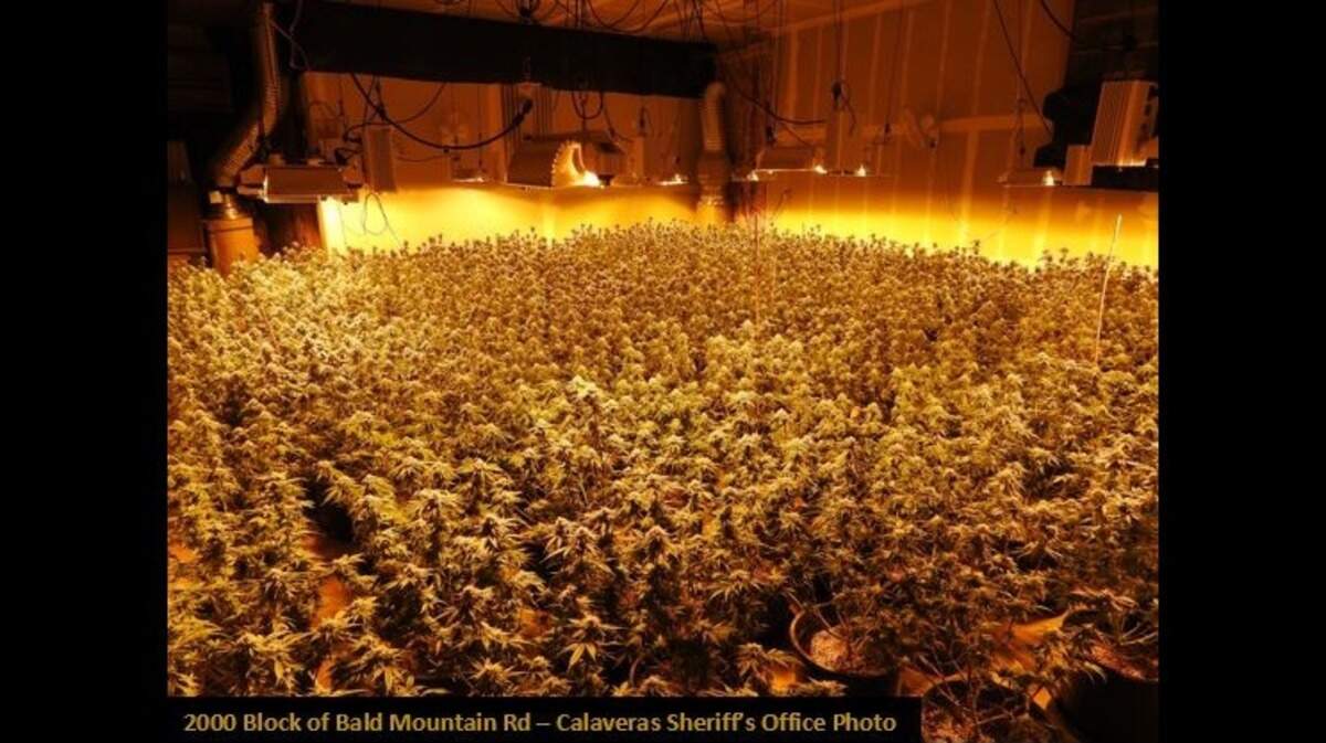 Over 1,400 marijuana plants totaling 440 pounds were found in West Point after a search warrant, according to the Calaveras County Sheriff’s Office. Zhong Li, 36, faces five felony charges related to the drug house.