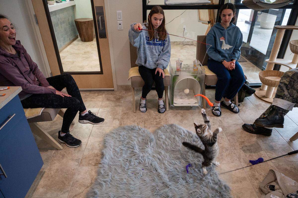 Visitors sit in the Tabby Tea Cat Lounge & Adoption Center in the Cat Tales Feline Health Center last month and play with a kitten named Peter Pan that is up for adoption.