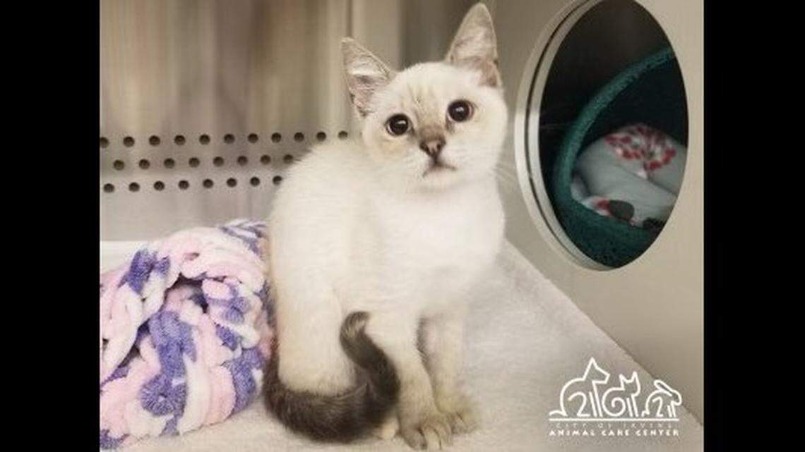 The rescued kitten already has a new home.