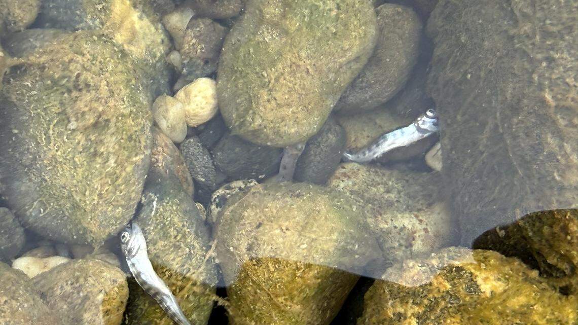 Yuba agency redirects funds, rejects extra salmon habitat request