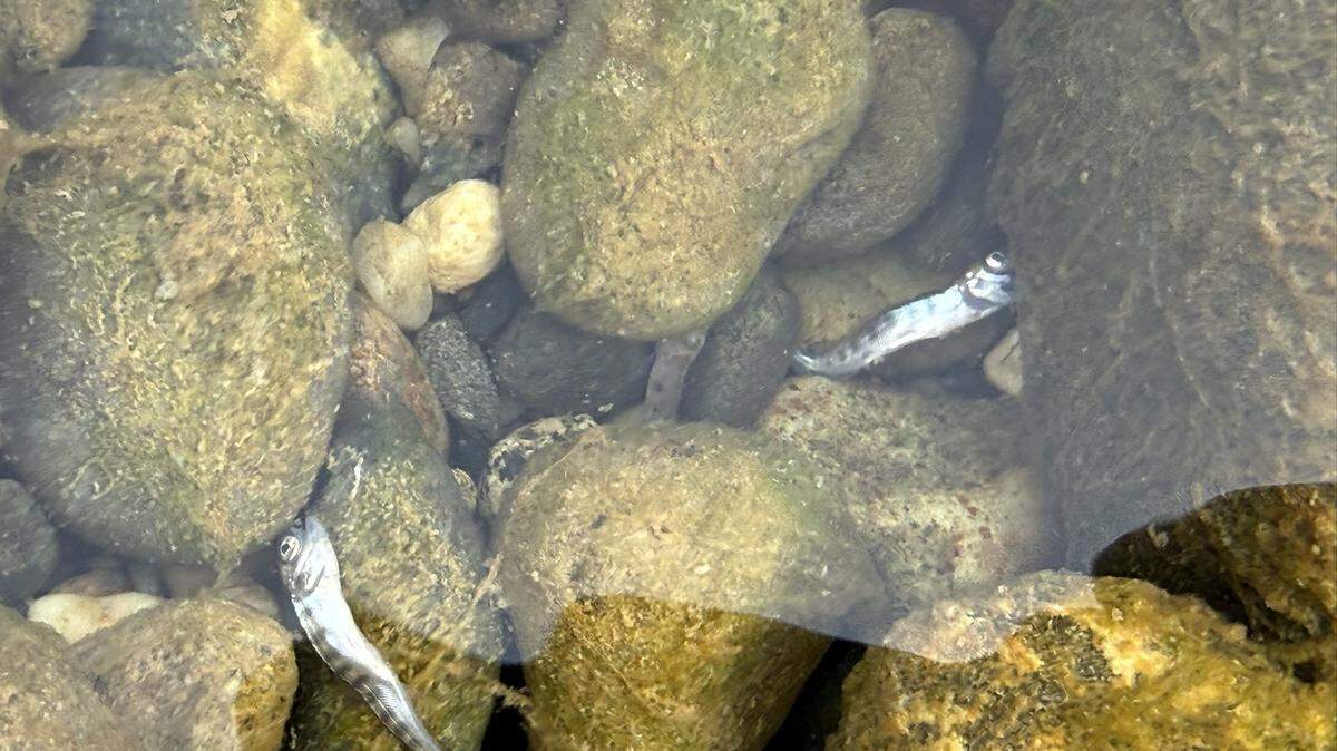 Dead Chinook salmon among the cobble, likely caused by the sudden drop in flows in the lower Yuba River, on Feb. 14, 2026.
