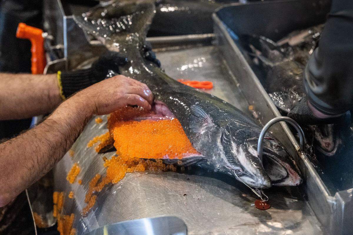 Workers harvest eggs from a female Chinook salmon at the Nimbus Fish Hatchery in Gold River earlier this month. The eggs are then fertilized with a squeeze of the males’ milt, and raised in the hatchery until they’re ready to be released to the wild.