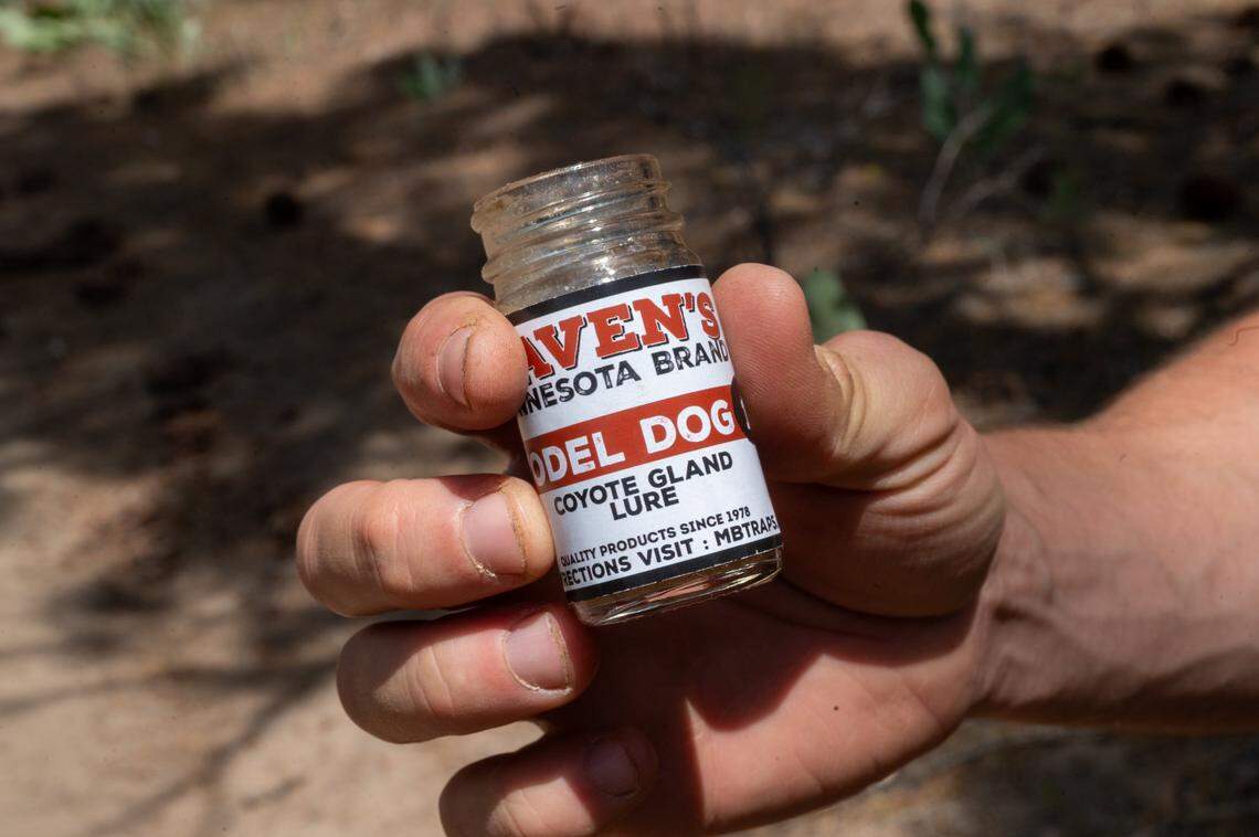 Axel Hunnicutt, chief wolf biologist and gray wolf coordinator for the California Department of Fish and Wildlife, holds a bottle of scent lure designed to attract wolves for DNA collection, on June 5, 2025. He scattered the liquid onto a rock positioned within view of a remote camera mounted in a nearby tree. Hunnicutt said he hopes a wolf will rub against the rock, leaving behind biological material that can be retrieved for DNA testing.