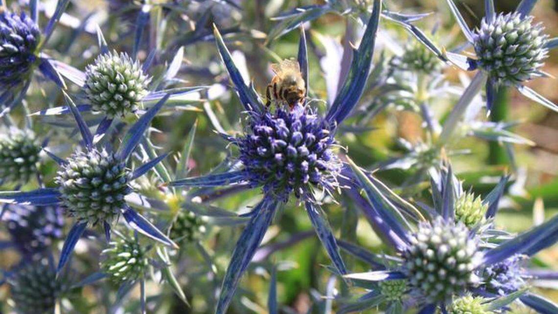 It’s time to fertilize and prune to keep your plants looking fresh until fall