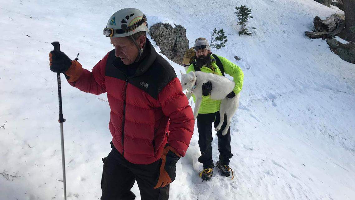 Volunteers Chuck Thompson of Big Bear Lake, left, and Kurt Arend of Angelus Oaks carry Stella, a Siberian husky, off San Gorgonio Mountain after she was inadvertantly left behind a day earlier during a helicopter rescue of two hikers.