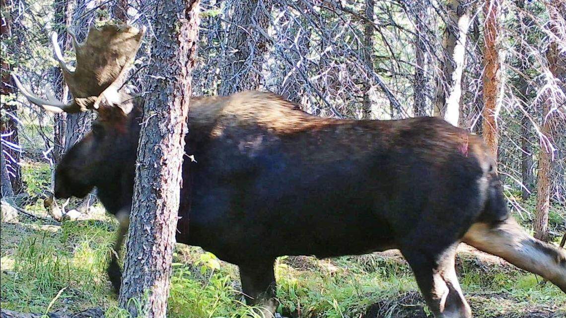 A moose (the one pictured) was shot dead and left to rot by a poacher in September 2021 near Divide, Colorado. A man accused in the poaching pleaded guilty to multiple charges on July 10.