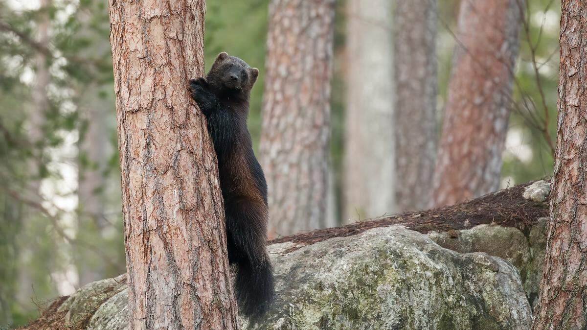 A family of wolverines was spotted playing together in a national park in Alaska, and an eagle-eyed bus driver captured the hunting lesson on video. 
