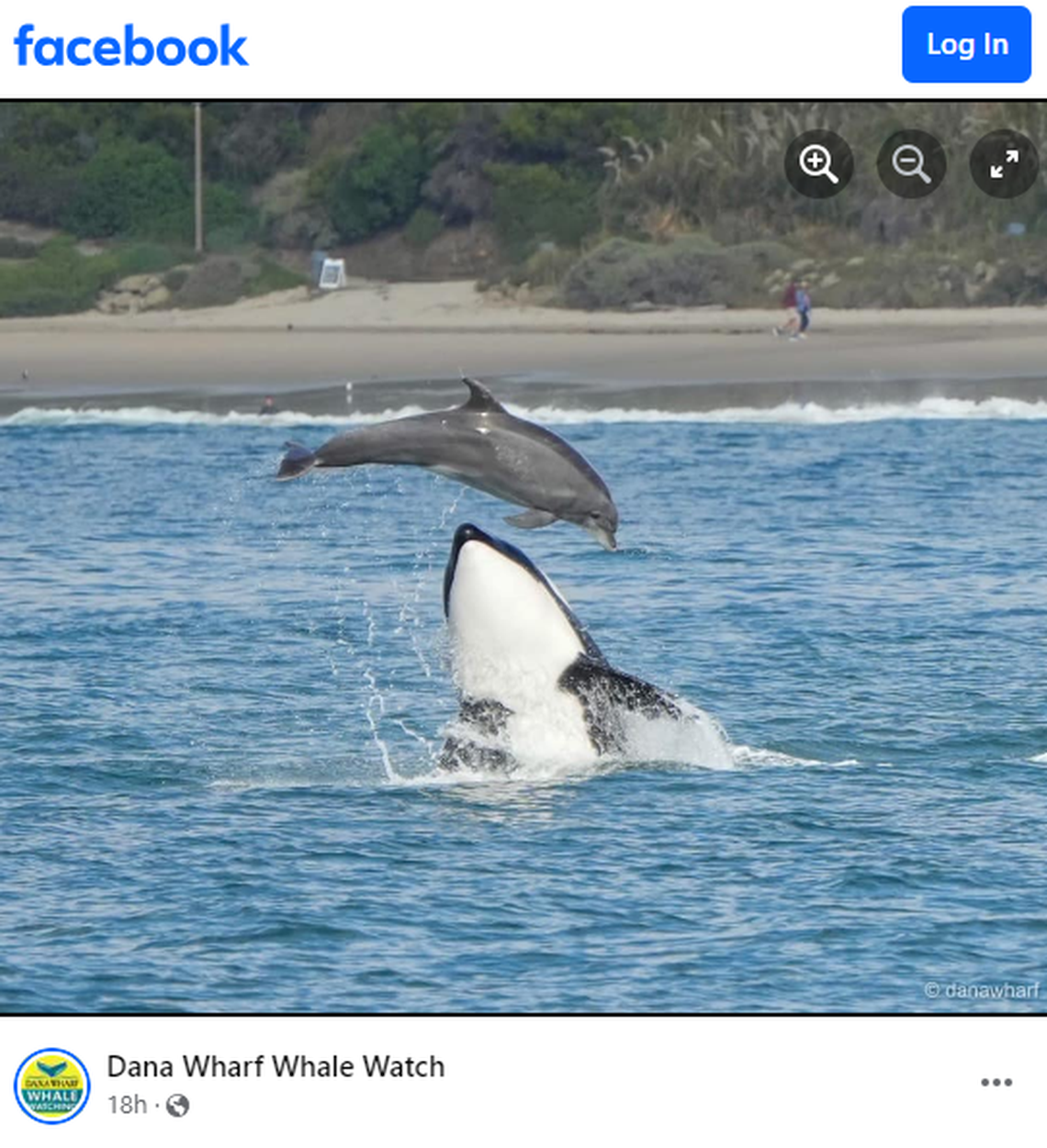 The orcas hunted several bottlenose dolphins, according to witnesses.