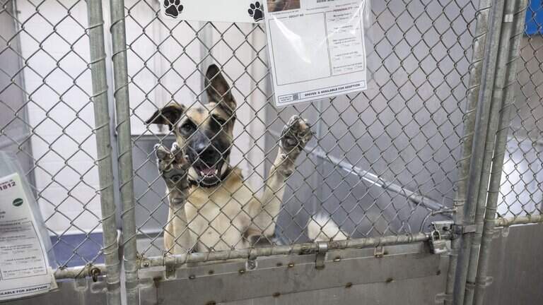 Front Street animal shelter improving care despite crowding, aging Sacramento facility