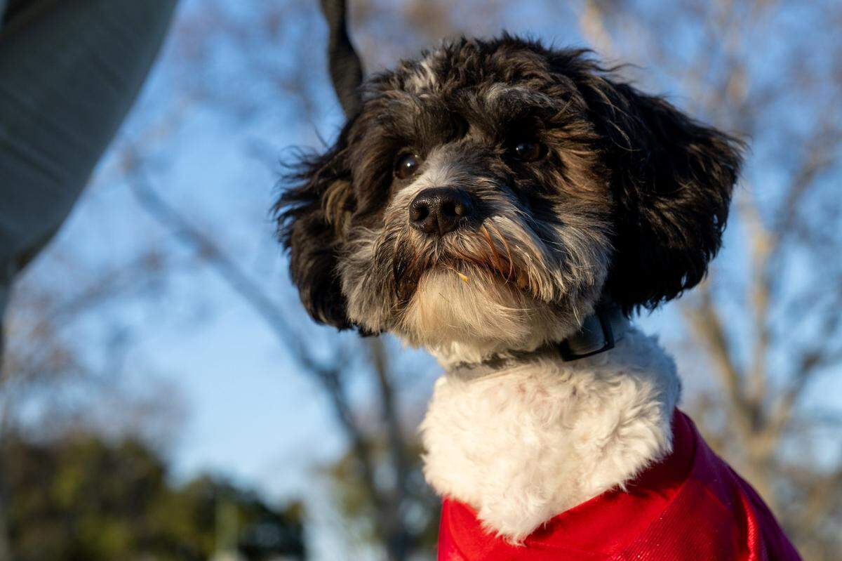 Joaquin Razo’s 7-month puppy Tobias, a.k.a. Dee-Bone Samuel, stands guard in Sacramento’s Tahoe Park on Monday, Jan. 27, 2025. Toby is a contestant in this year’s Puppy Bowl XXI, which airs on Animal Planet on Superbowl Sunday.