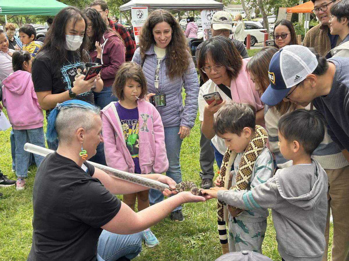 A crowd gathers around a contained rattlesnake held by a Save The Snake group member during SnakeFest hosted at Hagan Community Park in Rancho Cordova on May 2, 2026. SnakeFest is an annual festival to celebrates California’s snake population.