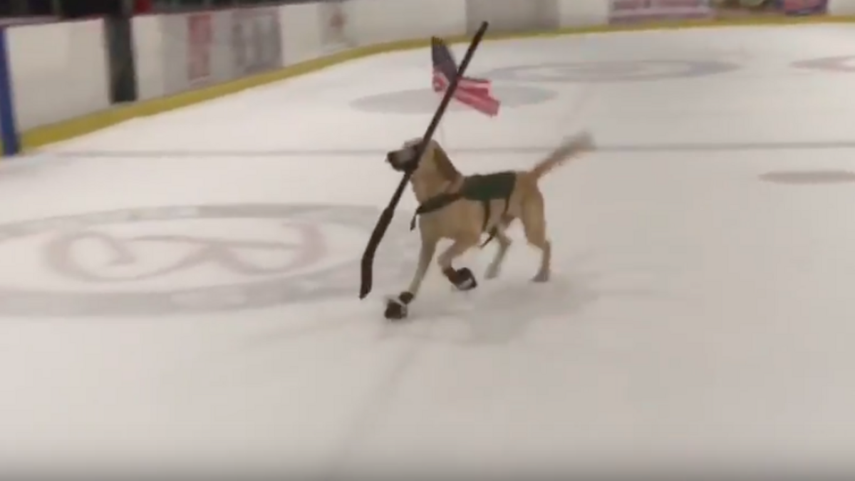 A rescue dog named Benny is gaining social media fame after video showed him ice skating in Nevada with a hockey stick in his mouth. His owners say he was one day away from being put down when he was rescued.