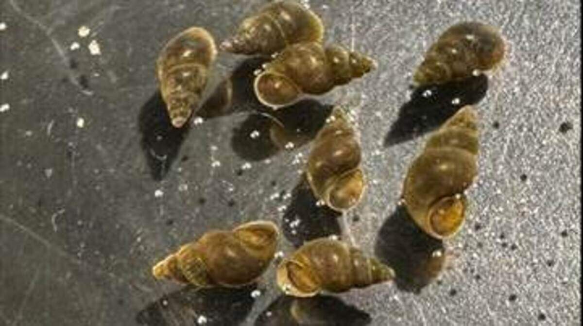 Invasive New Zealand mudsnails have been discovered in Lake Tahoe, a highly protected alpine Lake on the California/Nevada border.