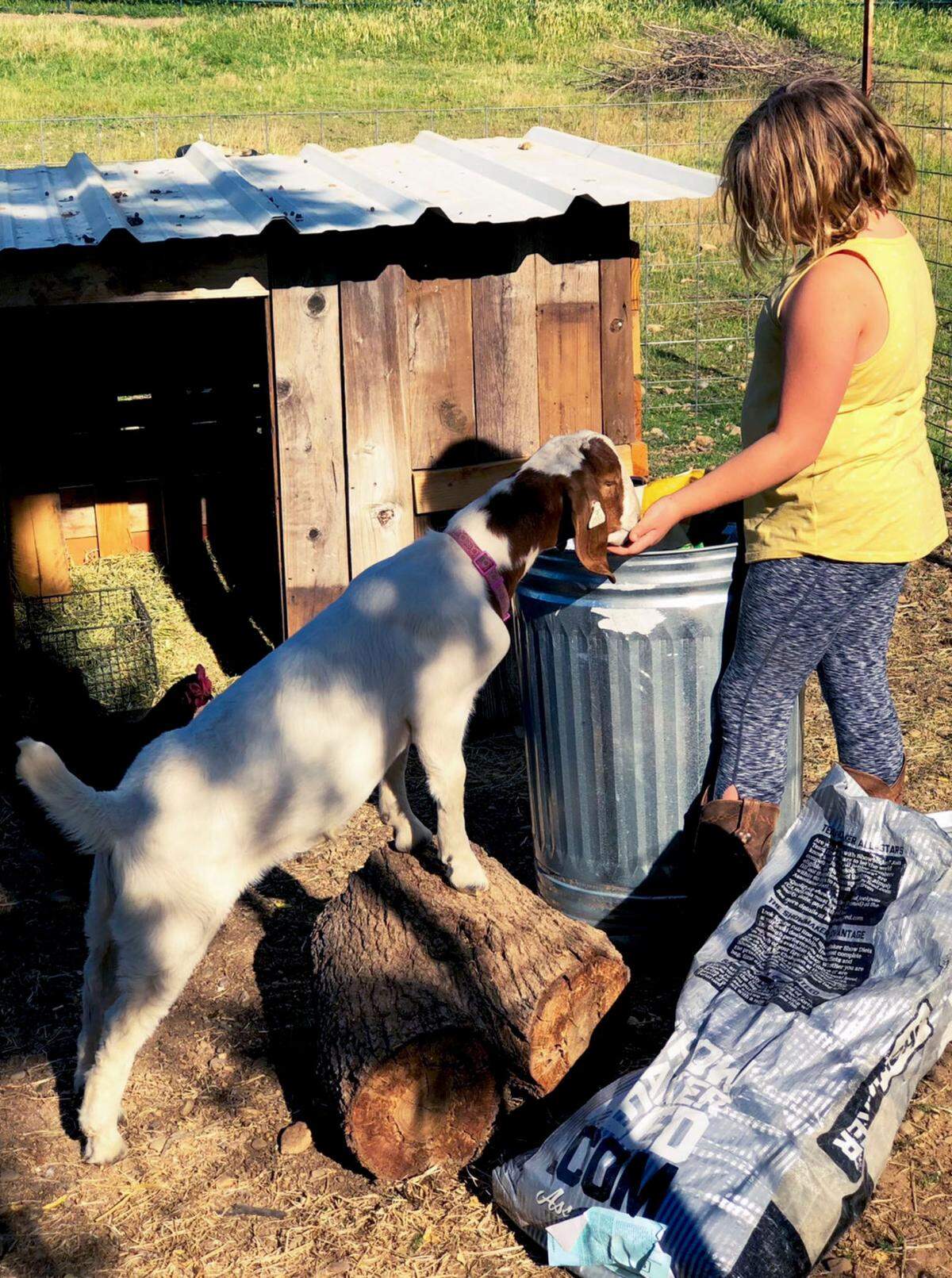 Jessica Long’s daughter fed and cared for her goat Cedar every day, eventually bonding with the animal as a family pet.