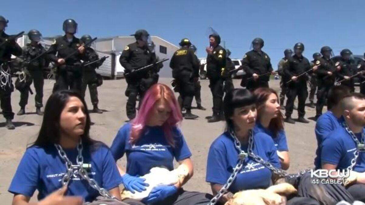 Protesters at a Petaluma, California, duck farm locked themselves to a processing center conveyor belt before an employee turned it on, injuring one, police say. About 100 people were arrested at the protest.