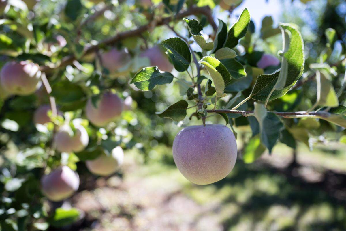 Apples are ready for picking at O'Halloran's Apple Trail Ranch in Apple Hill on Monday.