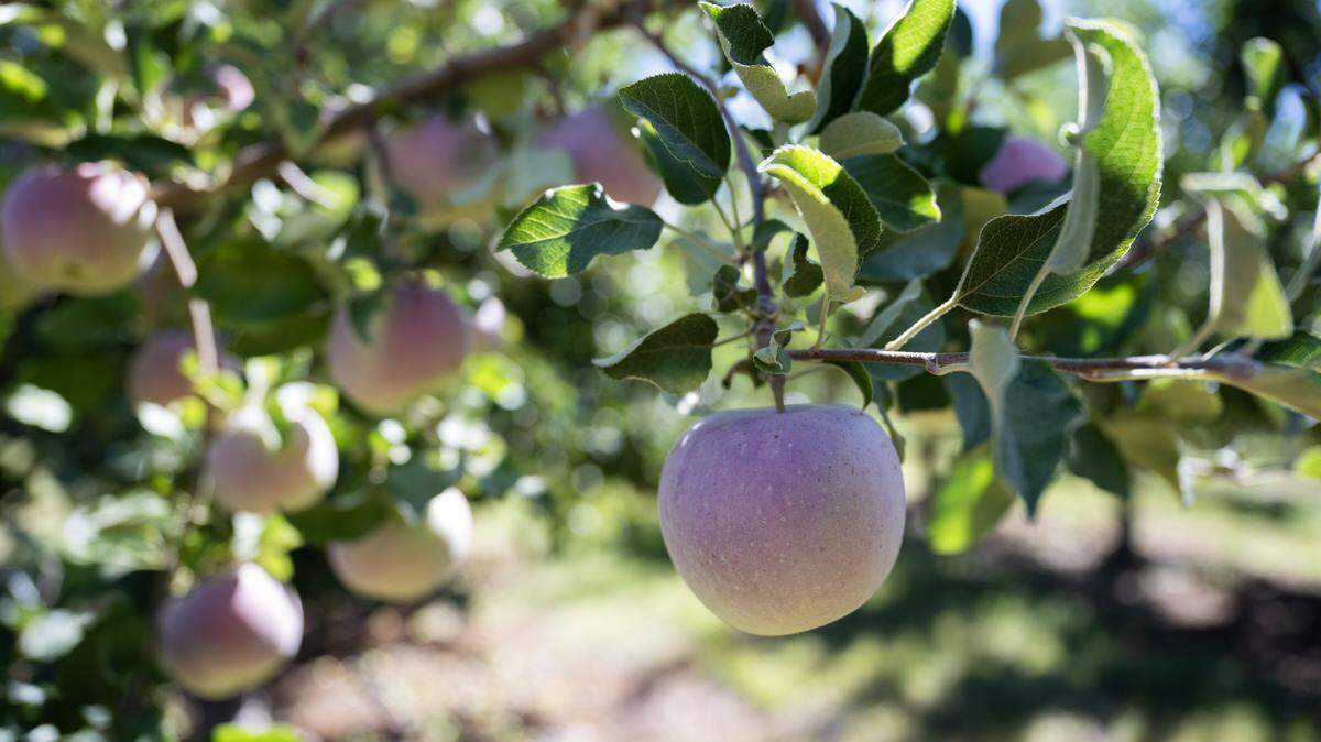 Apples ready for picking at O'Halloran's Apple Trail Ranch in Apple Hill on Sept. 1, 2025.