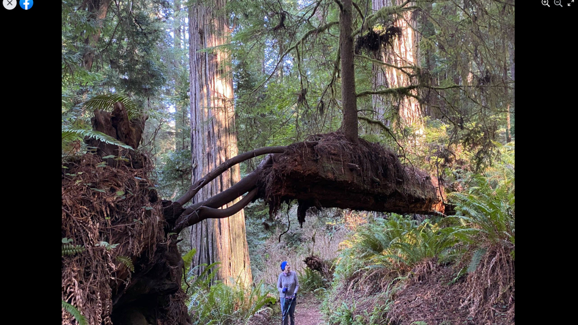 A hiker in Redwood National Park in Northern California says he came across something unexpected on the The Berry Glen Trail: A floating tree.