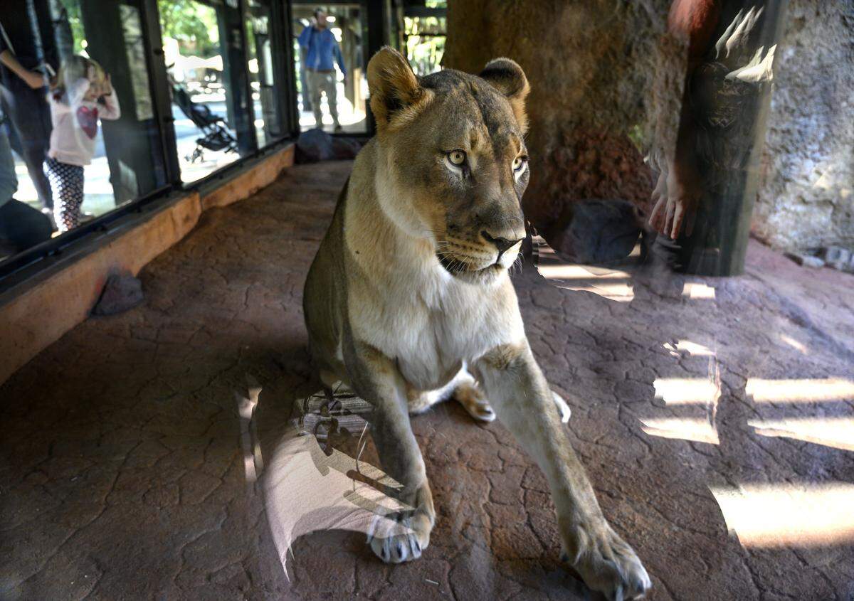 Cleo, a 19-year-old lion who called the Sacramento Zoo home for 17 years, died from kidney disease, zoo officials announced Tuesday. Zoo officials said Cleo, seen during the unveiling of a new enclosure in 2019, was “one of the Zoo’s most cherished and iconic animals.”