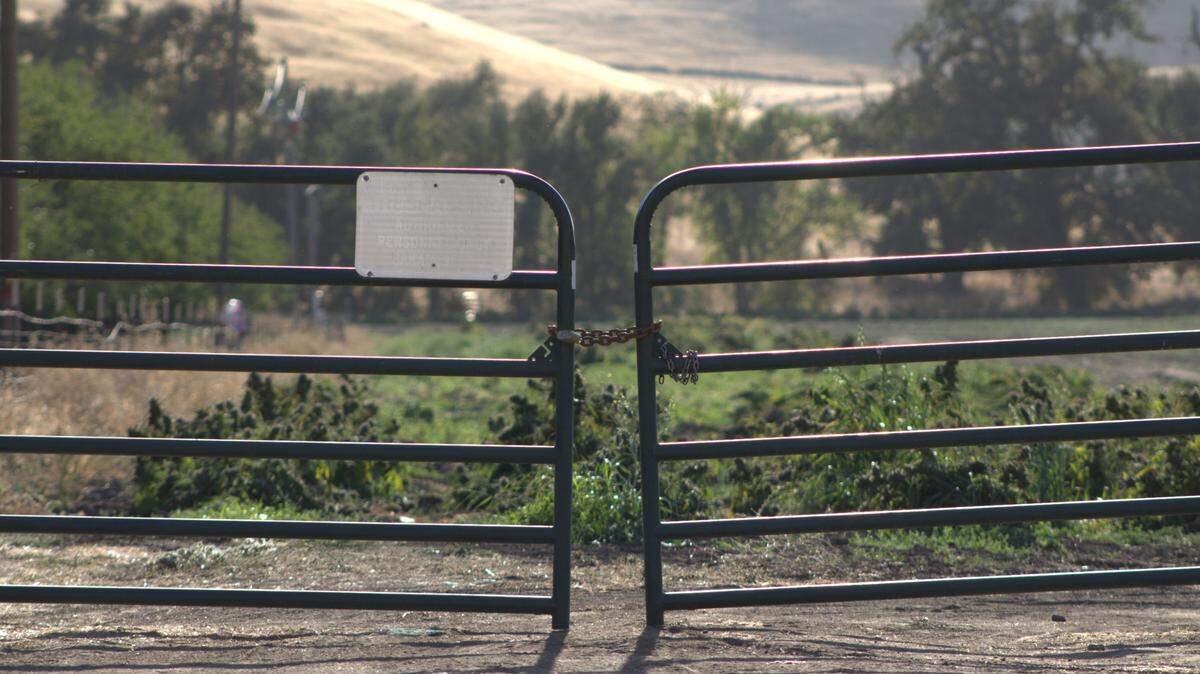 A locked gate stands between Pass Road and a relatively small hemp field, which nearby residents last year said had caused their homes and cars to smell strongly of marijuana. The hemp fell within state and Sutter County requirements but still drew ire from neighbors. 