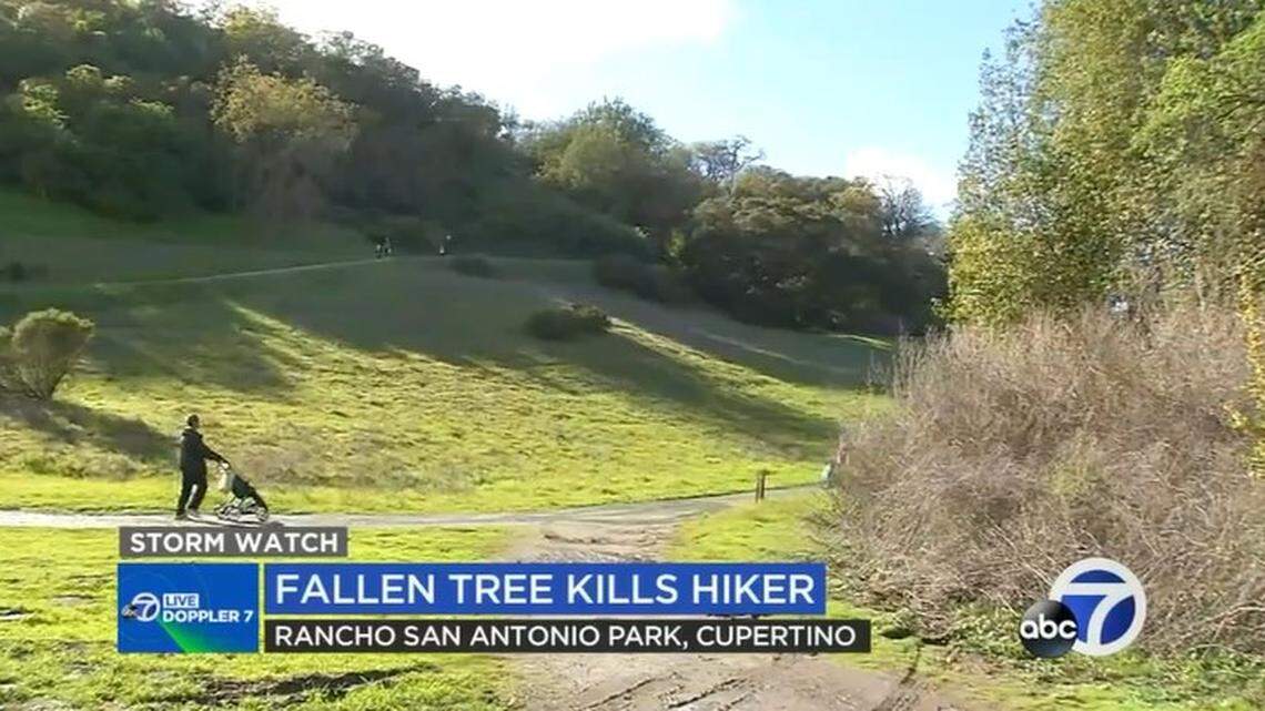 A falling tree at a Cupertino park killed a woman hiking with her son’s Boy Scout troop, California officials say.