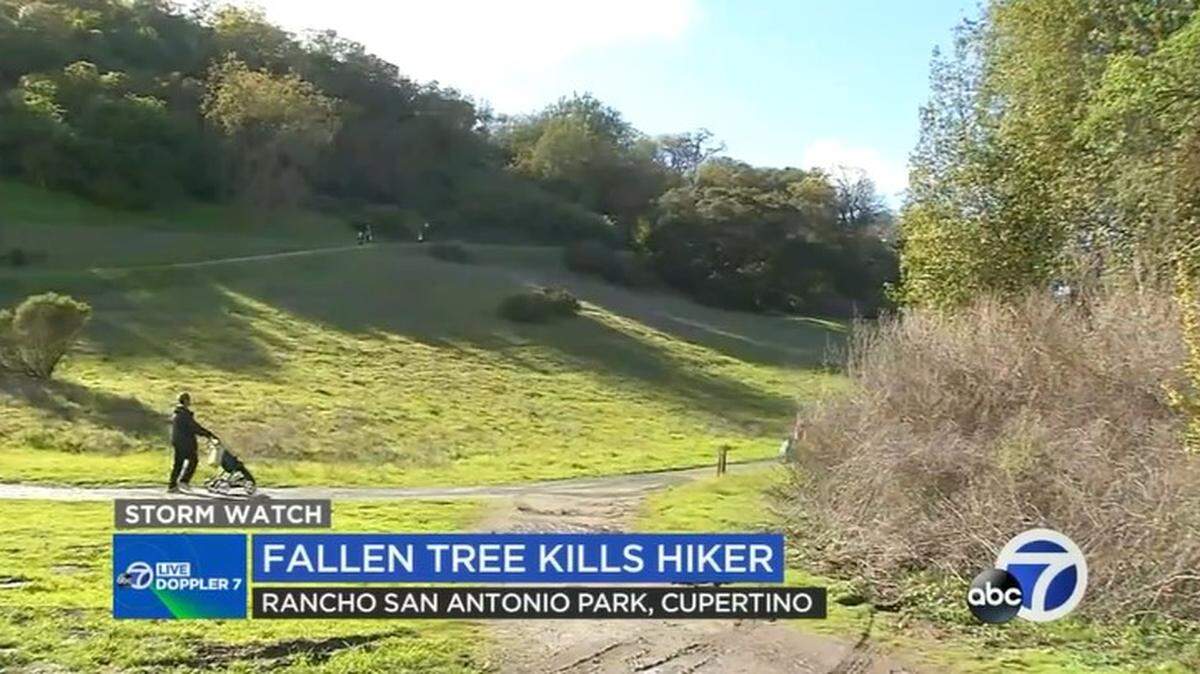A falling tree at a Cupertino park killed a woman hiking with her son’s Boy Scout troop, California officials say.