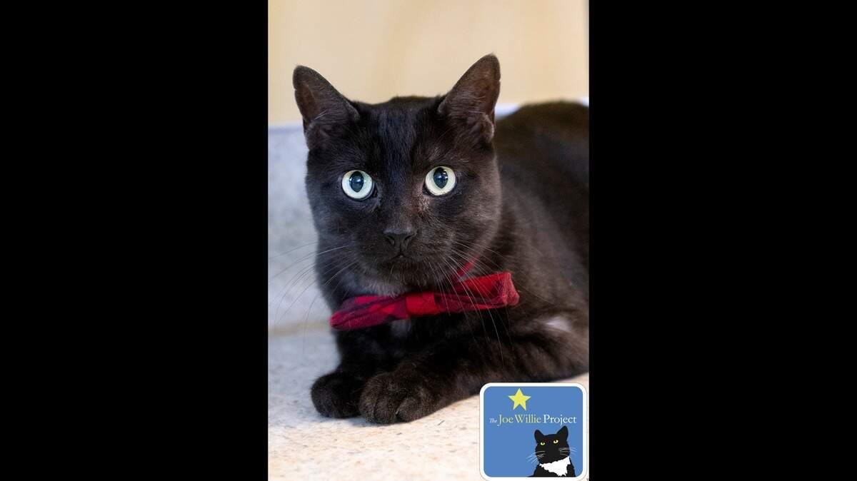 Stripes is a friendly, handsome guy available for adoption at the Sacramento County SPCA.