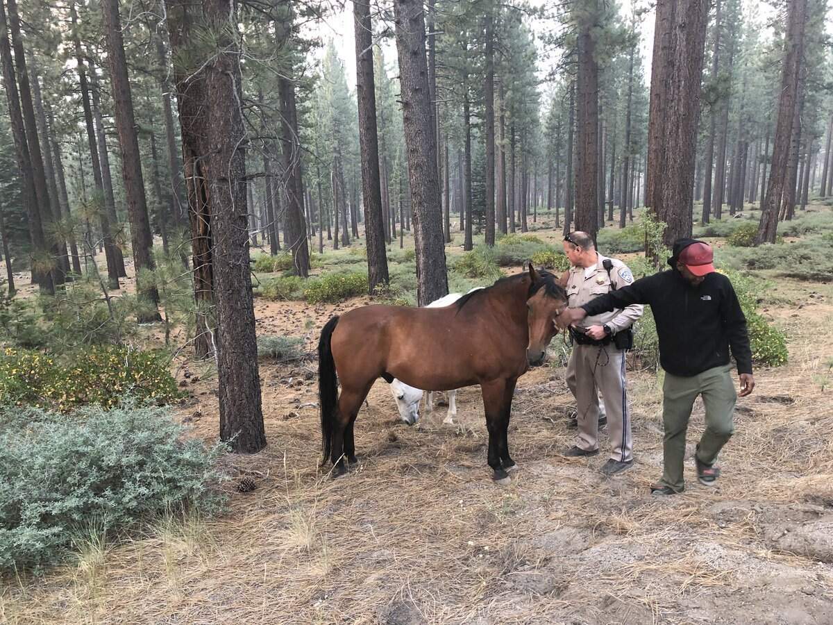 Passersby corralled the pair while waiting for animal control.