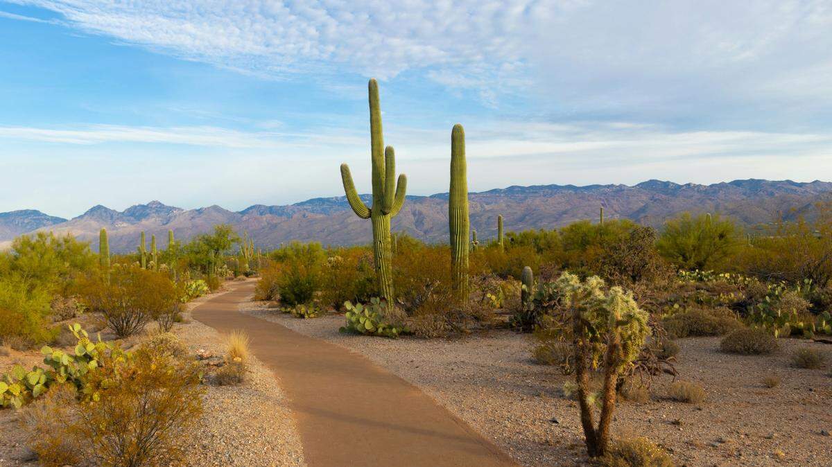 Multiple animals have been displaying strange behavior at Saguaro National Park near Tucson, Arizona, officials said.